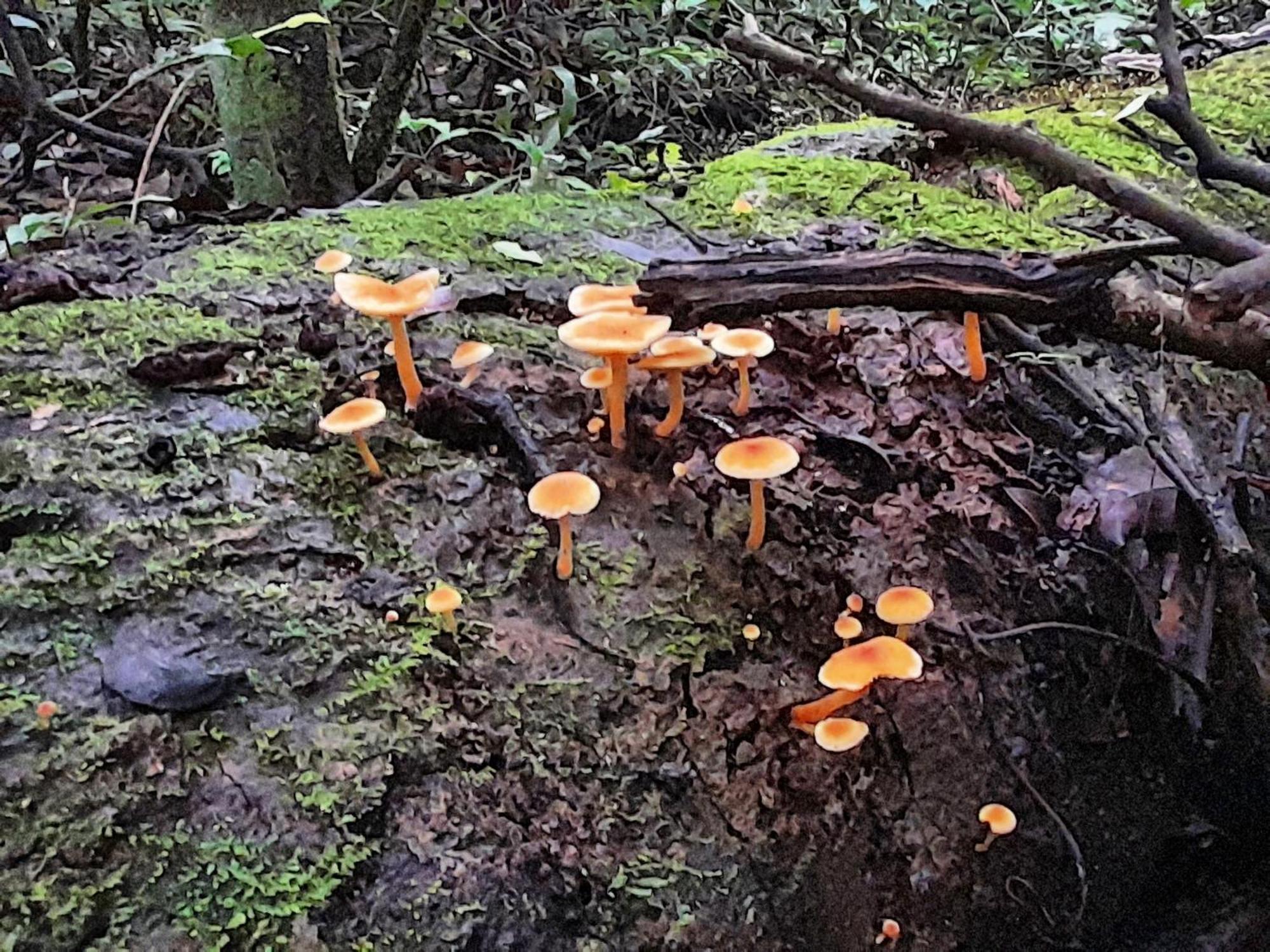 Cabanas La Montana Monteverde Eksteriør bilde